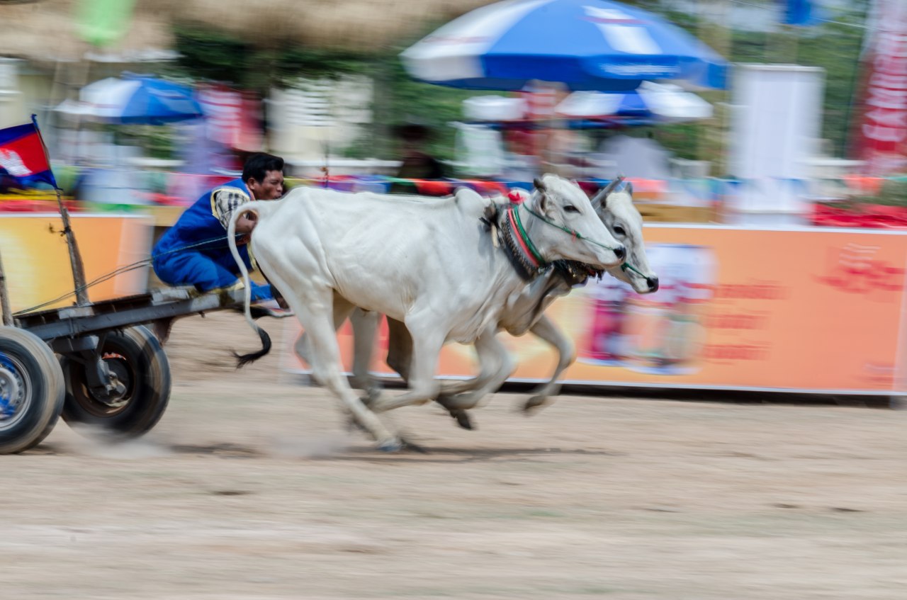 OX cart racing khmer new year
